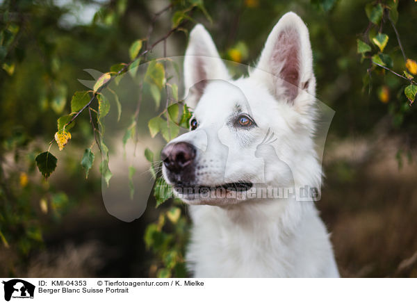 Berger Blanc Suisse Portrait / KMI-04353