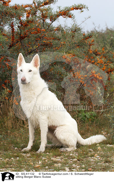 sitzender Weier Schweizer Schferhund / sitting Berger Blanc Suisse / SS-41132