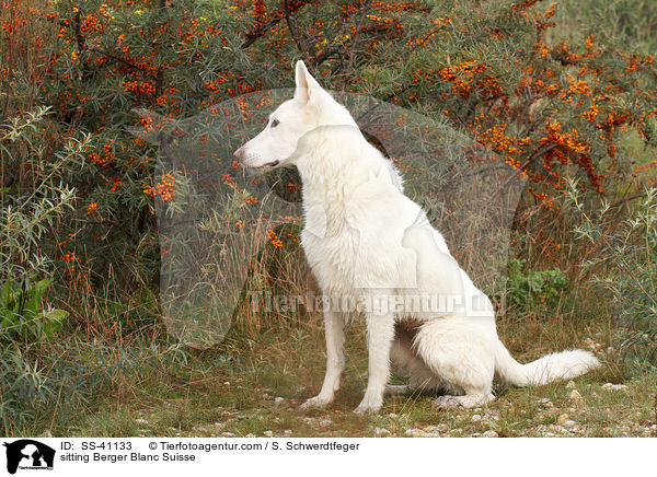 sitzender Weier Schweizer Schferhund / sitting Berger Blanc Suisse / SS-41133