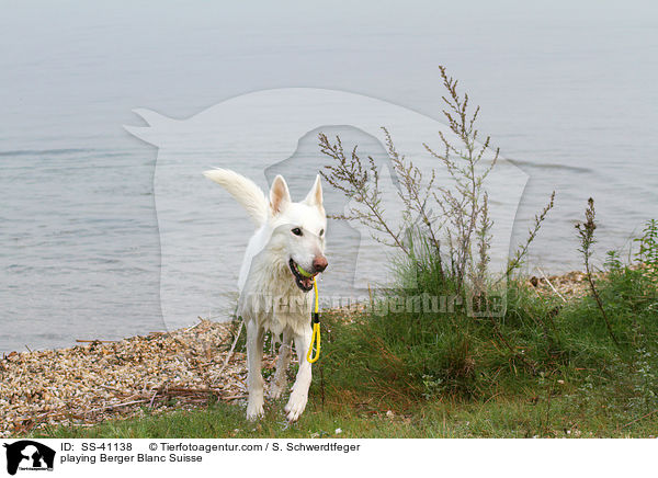 playing Berger Blanc Suisse / SS-41138