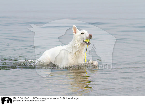 playing Berger Blanc Suisse / SS-41140