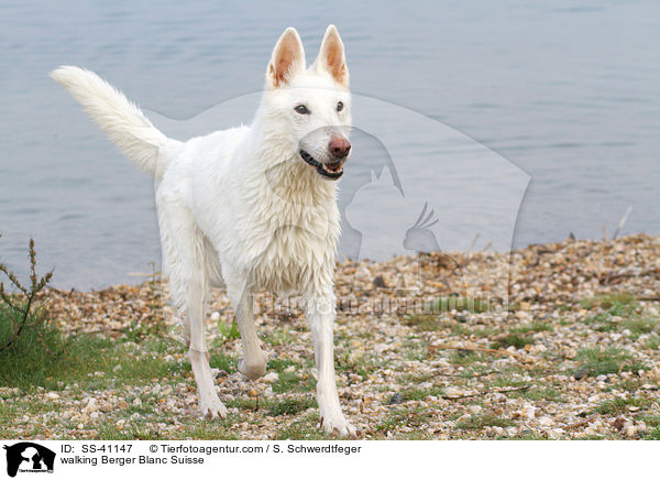 walking Berger Blanc Suisse / SS-41147