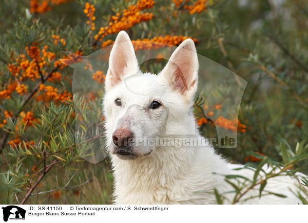 Weier Schweizer Schferhund Portrait / Berger Blanc Suisse Portrait / SS-41150