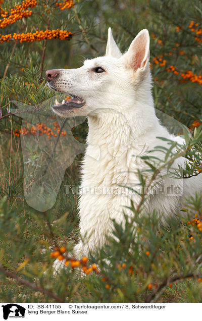 liegender Weier Schweizer Schferhund / lying Berger Blanc Suisse / SS-41155