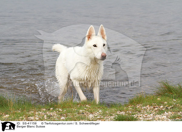 Berger Blanc Suisse / SS-41158