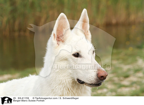 Berger Blanc Suisse Portrait / SS-41159