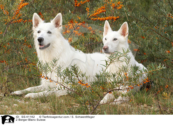 2 Weie Schweizer Schferhunde / 2 Berger Blanc Suisse / SS-41162