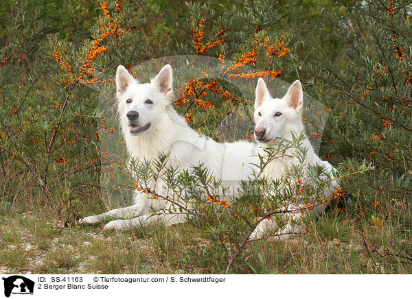 2 Weie Schweizer Schferhunde / 2 Berger Blanc Suisse / SS-41163