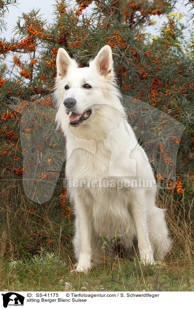 sitting Berger Blanc Suisse / SS-41175