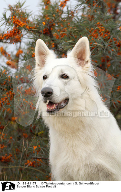 Weier Schweizer Schferhund Portrait / Berger Blanc Suisse Portrait / SS-41177