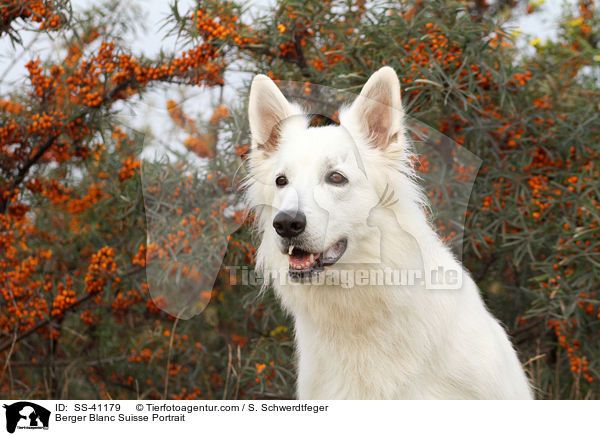 Weier Schweizer Schferhund Portrait / Berger Blanc Suisse Portrait / SS-41179