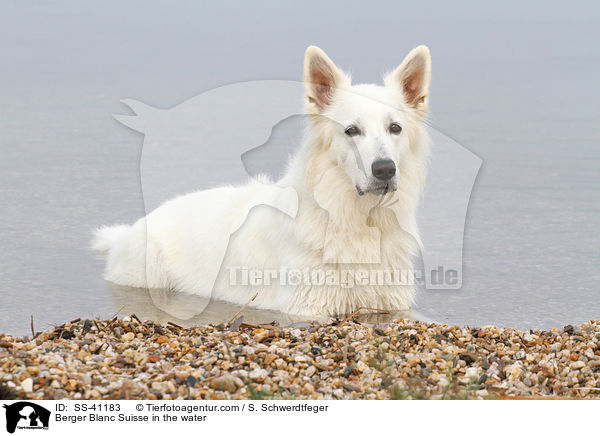 Berger Blanc Suisse in the water / SS-41183