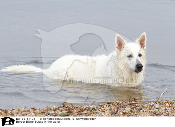 Berger Blanc Suisse in the water / SS-41195