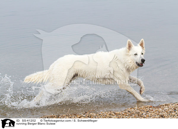 running Berger Blanc Suisse / SS-41202