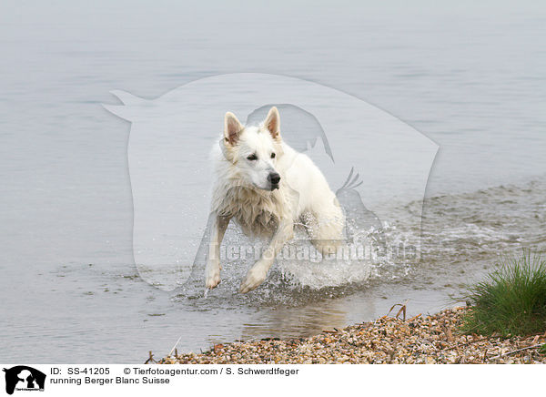 running Berger Blanc Suisse / SS-41205