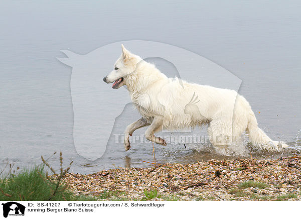 running Berger Blanc Suisse / SS-41207