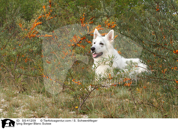 liegender Weier Schweizer Schferhund / lying Berger Blanc Suisse / SS-41209