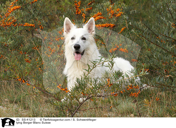 liegender Weier Schweizer Schferhund / lying Berger Blanc Suisse / SS-41213