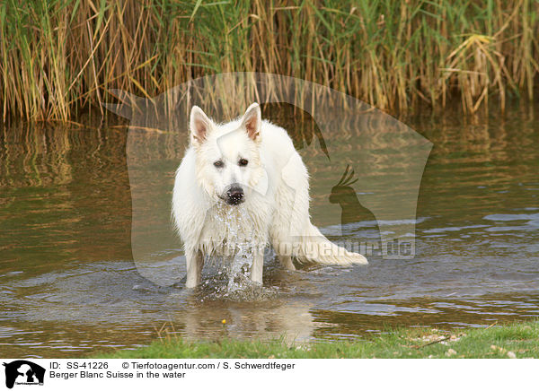Berger Blanc Suisse in the water / SS-41226