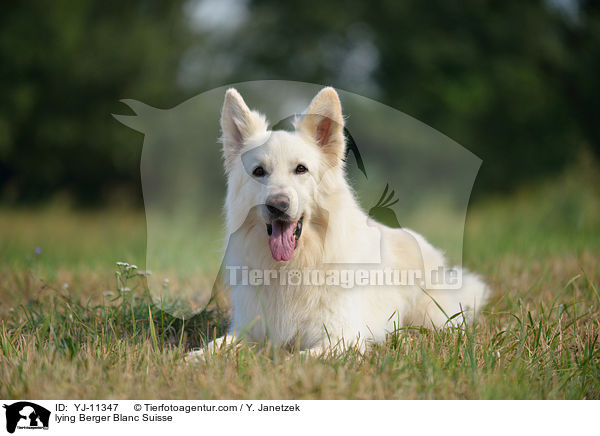 lying Berger Blanc Suisse / YJ-11347