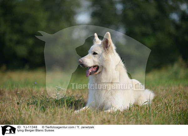 lying Berger Blanc Suisse / YJ-11348
