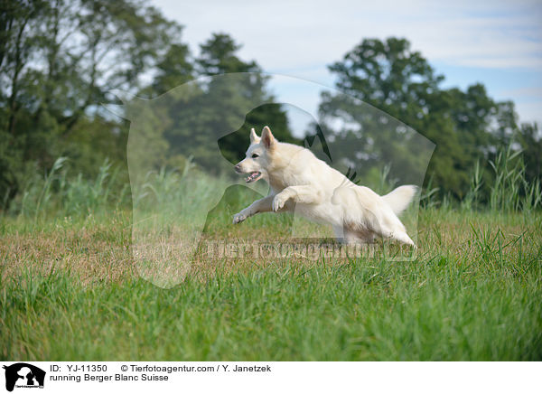 running Berger Blanc Suisse / YJ-11350