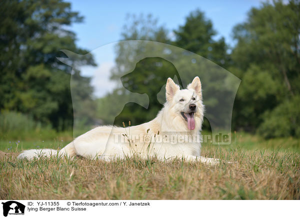 lying Berger Blanc Suisse / YJ-11355