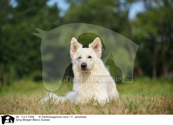 lying Berger Blanc Suisse / YJ-11356