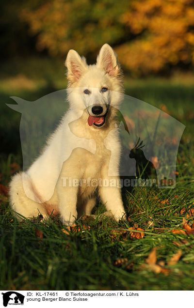 young Berger Blanc Suisse / KL-17461