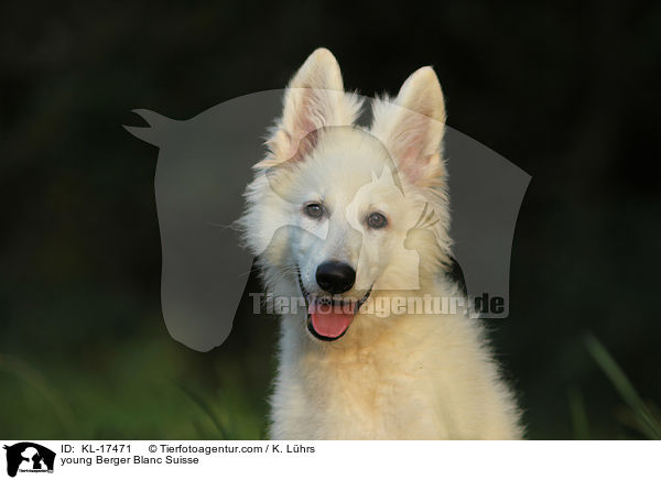 young Berger Blanc Suisse / KL-17471