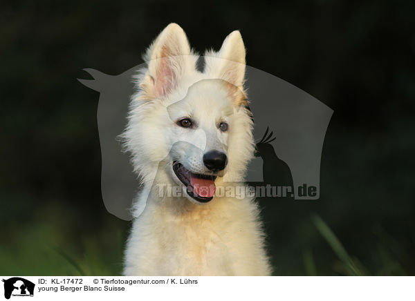young Berger Blanc Suisse / KL-17472