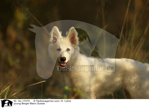 young Berger Blanc Suisse / KL-17475