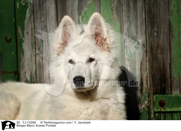 Berger Blanc Suisse Portrait / YJ-13286