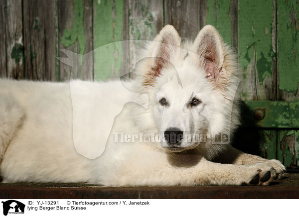 lying Berger Blanc Suisse / YJ-13291