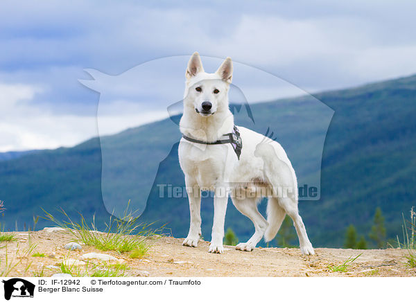 Berger Blanc Suisse / IF-12942