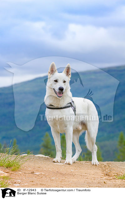 Berger Blanc Suisse / IF-12943