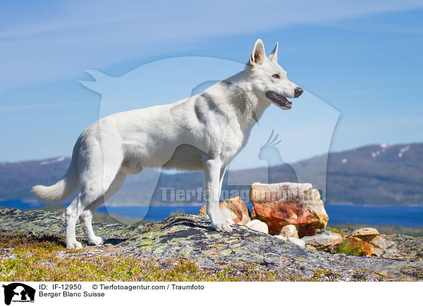 Berger Blanc Suisse / IF-12950