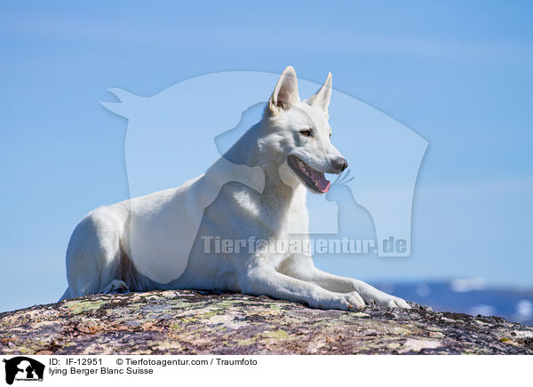 lying Berger Blanc Suisse / IF-12951