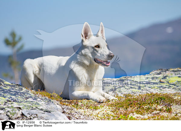 lying Berger Blanc Suisse / IF-12956