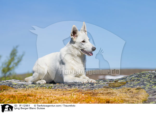 lying Berger Blanc Suisse / IF-12961