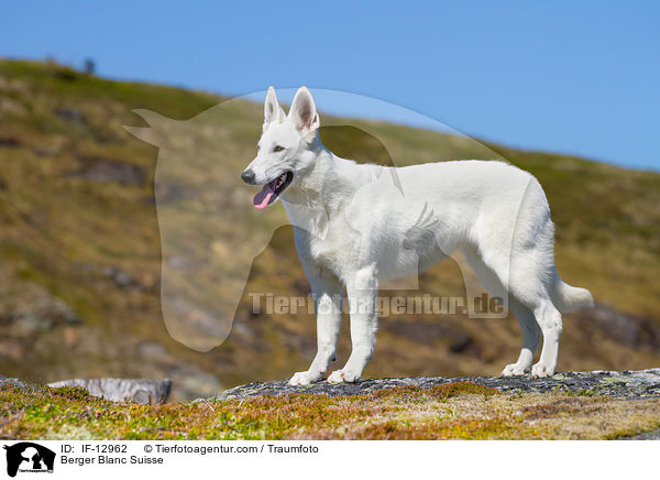 Berger Blanc Suisse / IF-12962