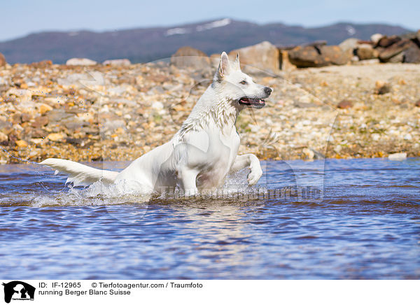 running Berger Blanc Suisse / IF-12965