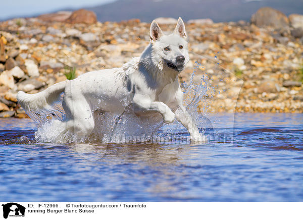 running Berger Blanc Suisse / IF-12966