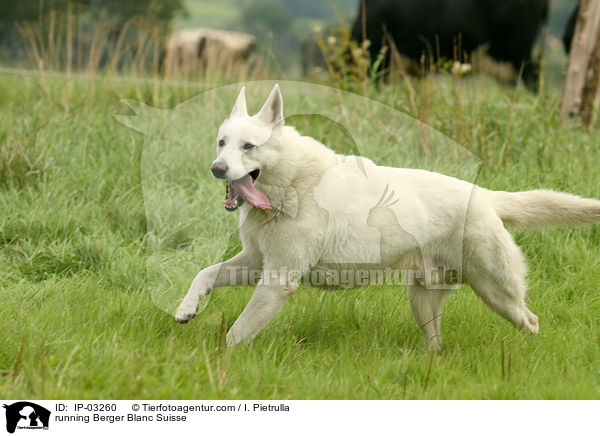 running Berger Blanc Suisse / IP-03260