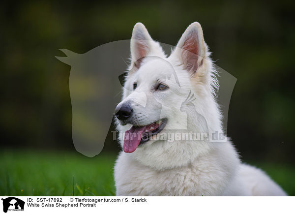 White Swiss Shepherd Portrait / SST-17892