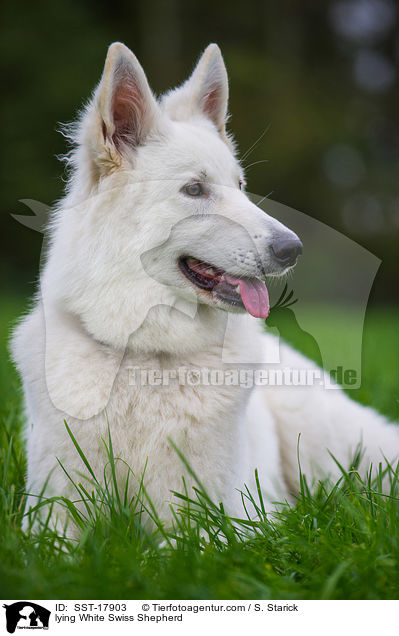 lying White Swiss Shepherd / SST-17903
