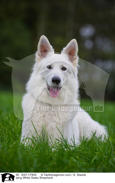 lying White Swiss Shepherd / SST-17905