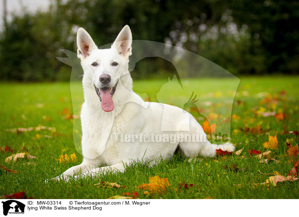 lying White Swiss Shepherd Dog / MW-03314