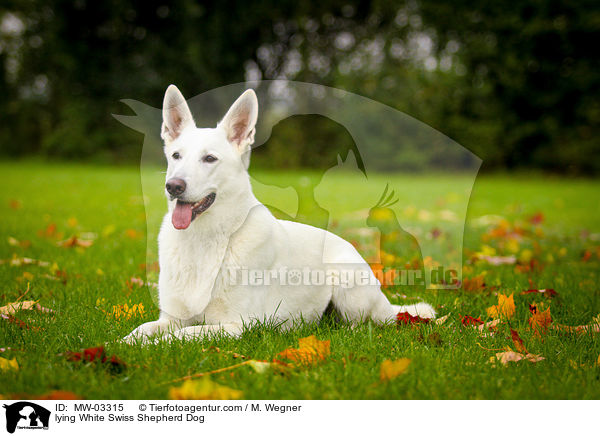 lying White Swiss Shepherd Dog / MW-03315