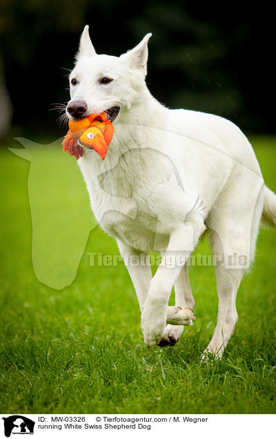 running White Swiss Shepherd Dog / MW-03326